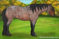 Horse Color:Bay Roan 