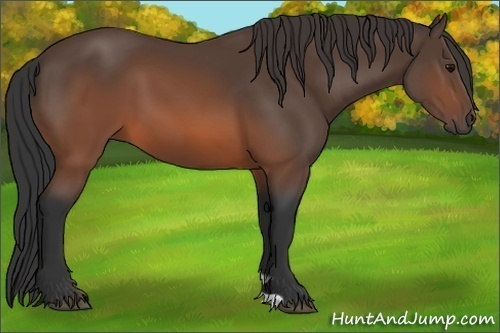 Horse Color:Brown 