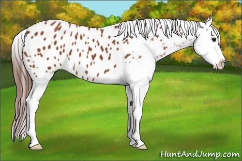 Horse Color:Bay Appaloosa 