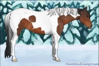 Horse Color:Bay Tobiano 