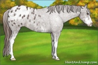 Horse Color:Liver Chestnut Ice Sabino Appaloosa 