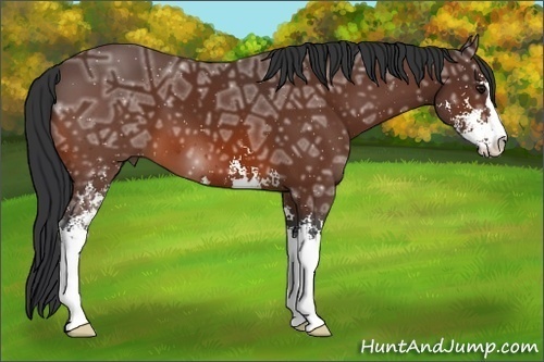 Horse Color:Bay Ice Sabino 