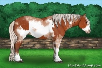 Horse Color:White Spotted Bay Rabicano and White Spotted Silver Bay Frame Rabicano