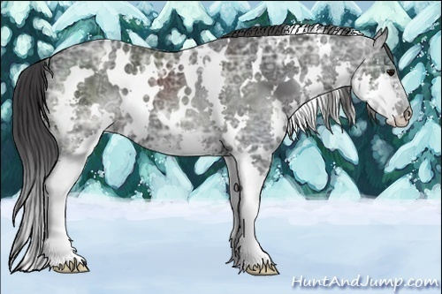 Horse Color:White Spotted Black Ice Splash 