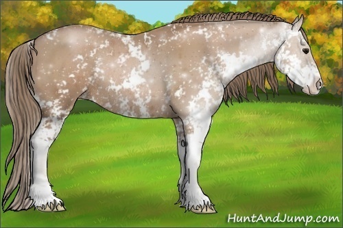 Horse Color:Black Pearl Sabino Rabicano