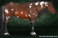 Horse Color:White Spotted Bay 