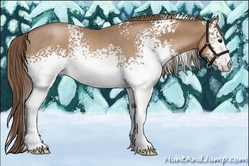 Horse Color:White Spotted Black Pearl Rabicano 