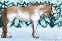 Horse Color:White Spotted Black Pearl Rabicano 
