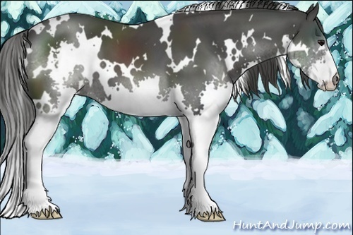 Horse Color:White Spotted Smoky Black Splash 