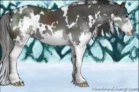 Horse Color:White Spotted Smoky Black Splash 