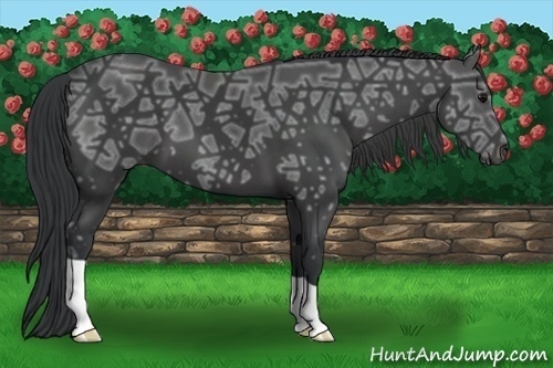 Horse Color:Black Ice