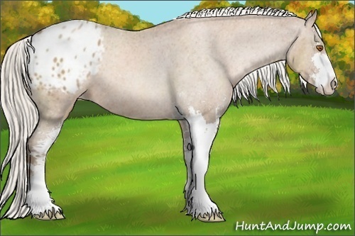 Horse Color:Silver Black Pearl Sabino Blanket