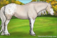 Horse Color:Silver Black Pearl Sabino Appaloosa 