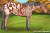 Horse Color:Bay Sabino Rabicano and Bay Sabino Appaloosa Rabicano