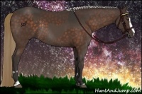 Horse Color:Liver Chestnut Sabino Rabicano and Silver Bay Sabino Rabicano