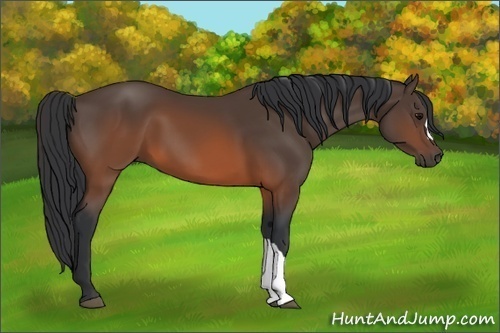 Horse Color:Brown 