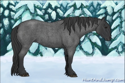 Horse Color:Blue Roan 