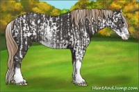 Horse Color:Brown Sabino Rabicano and Liver Chestnut Sabino Rabicano