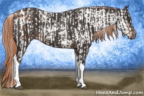 Horse Color:Buckskin Roan Sabino Blanket Rabicano and Liver Chestnut Sabino Tobiano Rabicano