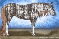 Horse Color:Buckskin Roan Sabino Appaloosa Rabicano and Liver Chestnut Sabino Tobiano Rabicano