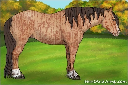 Horse Color:Bay Roan Sabino Rabicano and Amber Champagne Roan Sabino Rabicano