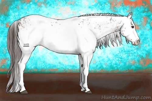 Horse Color:White Spotted Liver Chestnut Ice Appaloosa Rabicano