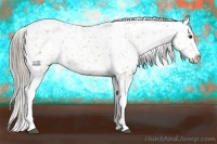 Horse Color:White Spotted Chocolate Palomino Ice Appaloosa Rabicano 