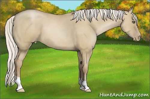 Horse Color:Silver Grullo Pearl