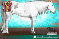 Horse Color:Smoky Blue Roan Tobiano Appaloosa Rabicano