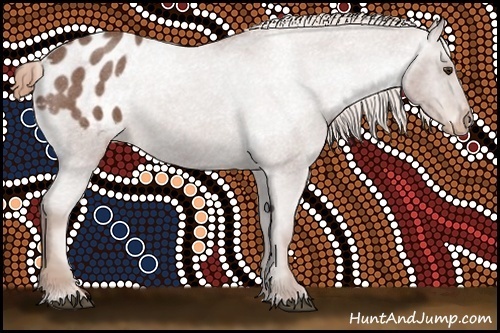 Horse Color:Red Roan Appaloosa 