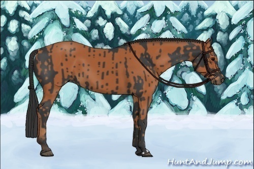 Horse Color:Black  and Bay 