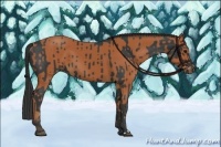 Horse Color:Black  and Bay 