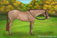 Horse Color:Bay Pearl