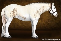 Horse Color:Palomino Splash Tobiano and Palomino Pearl Splash