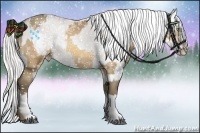 Horse Color:Amber Cream Champagne Frame  and Cremello Splash Appaloosa 