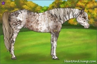 Horse Color:Liver Chestnut Pearl Sabino Rabicano and White Spotted Liver Chestnut Rabicano
