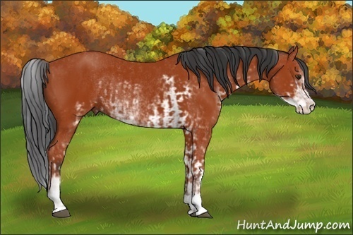 Horse Color:Bay Sabino Rabicano and Bay Sabino Rabicano