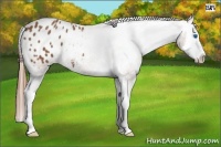 Horse Color:Chestnut Sabino Splash Appaloosa 