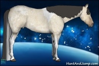 Horse Color:Buckskin Ice Roan Dun Tobiano 