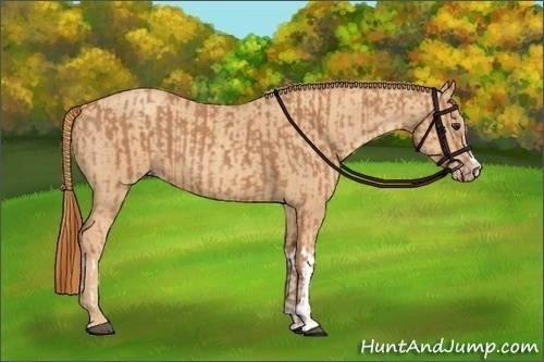 Horse Color:Chestnut and Gold Champagne