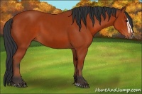 Horse Color:Bay Sabino Rabicano and Bay Sabino Splash Rabicano