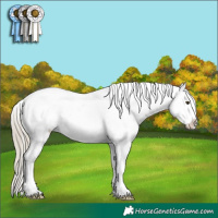 Horse Color:Chestnut Mushroom Appaloosa 