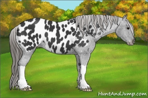 Horse Color:Black Appaloosa 