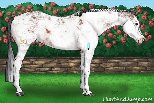 Horse Color:Bay Sabino 