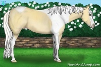 Horse Color:Silver Classic Cream Champagne Dun Splash Tobiano 