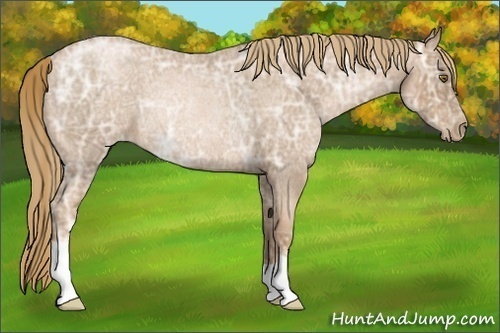 Horse Color:Liver Red Ice Roan Pearl Rabicano 