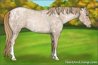 Horse Color:Liver Red Ice Roan Pearl Rabicano
