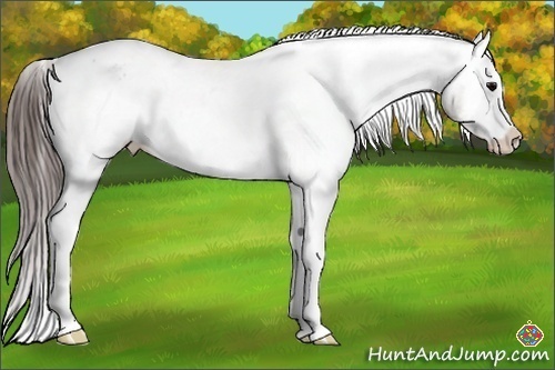 Horse Color:White Spotted Brown Appaloosa 