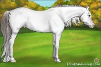 Horse Color:White Spotted Brown Appaloosa