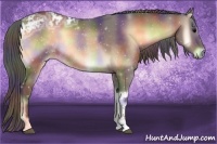 Horse Color:Nacre Bay Ice Onyx Rabicano 